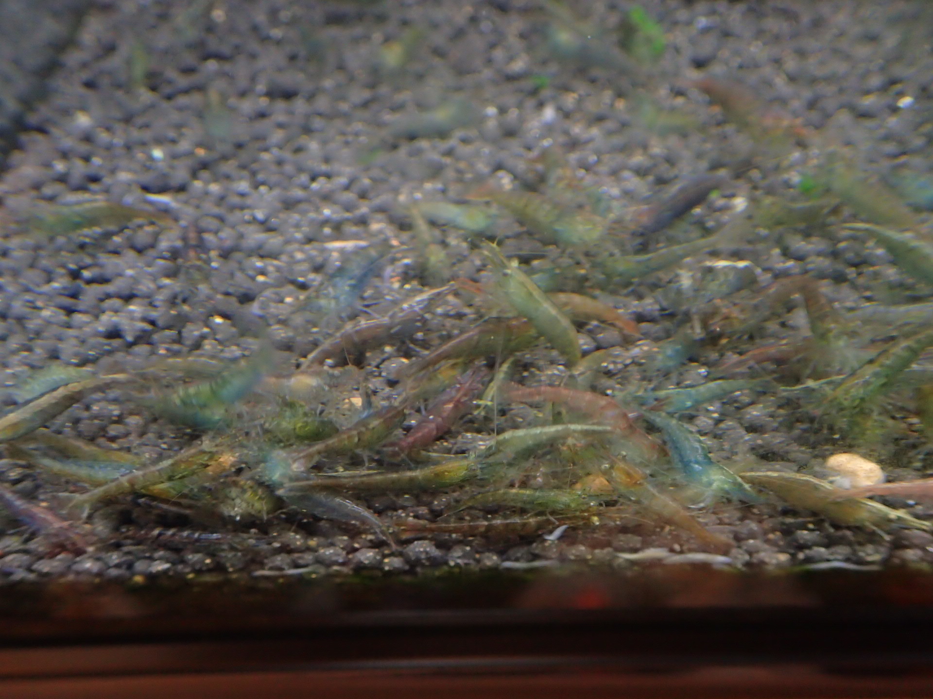 我が家のミナミヌマエビの紹介と飼育方法 天然の赤いヌマエビを飼育中 生き物と暮らす 天然の赤いヌマエビと水草 貝類タニシ飼育 メダカ