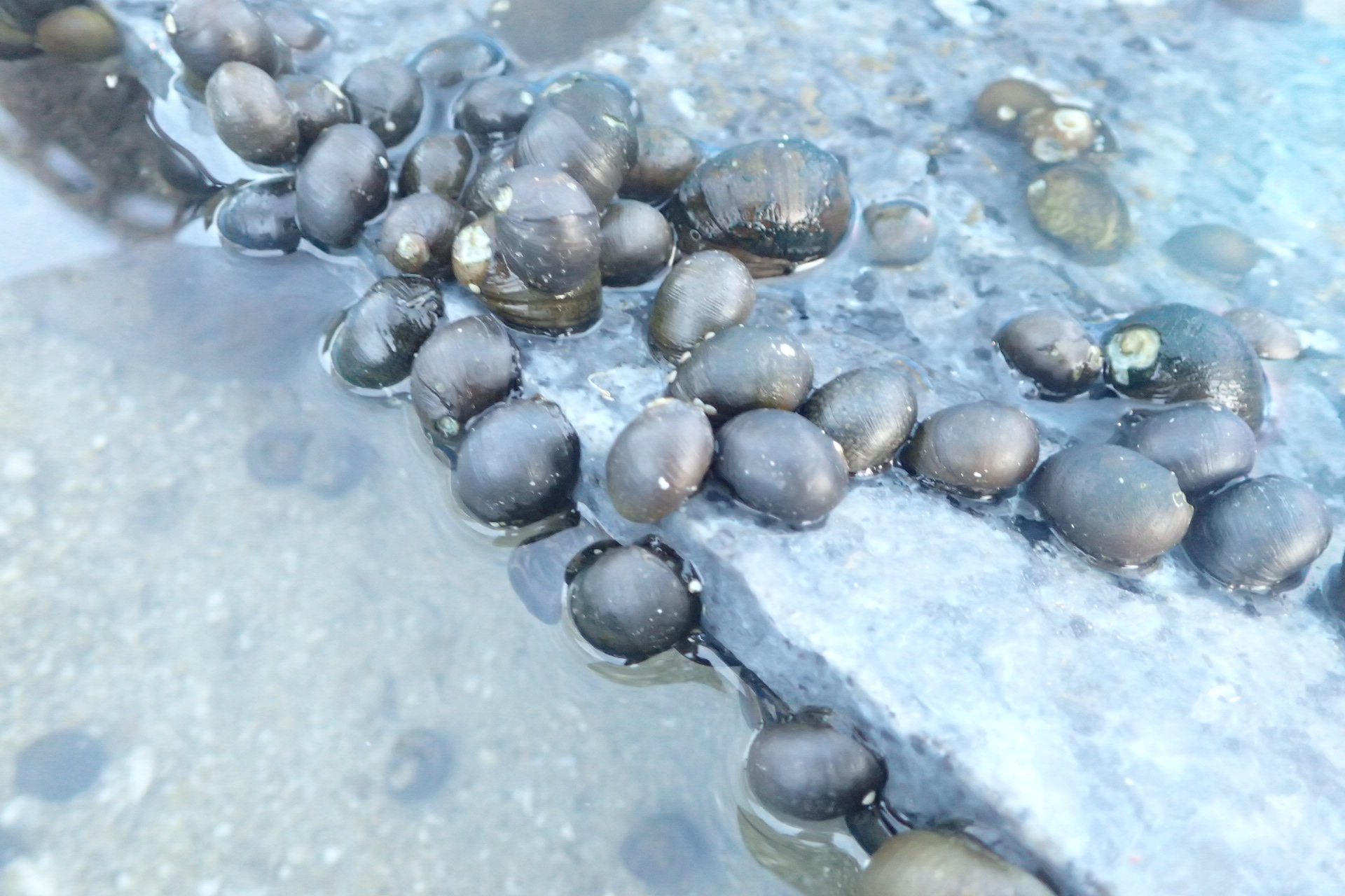 アクアリウムの定番 石巻貝 淡水 水槽内で増えない理由は 苔取り水質浄化 生き物と暮らす 天然の赤いヌマエビと水草 貝類タニシ飼育 メダカ