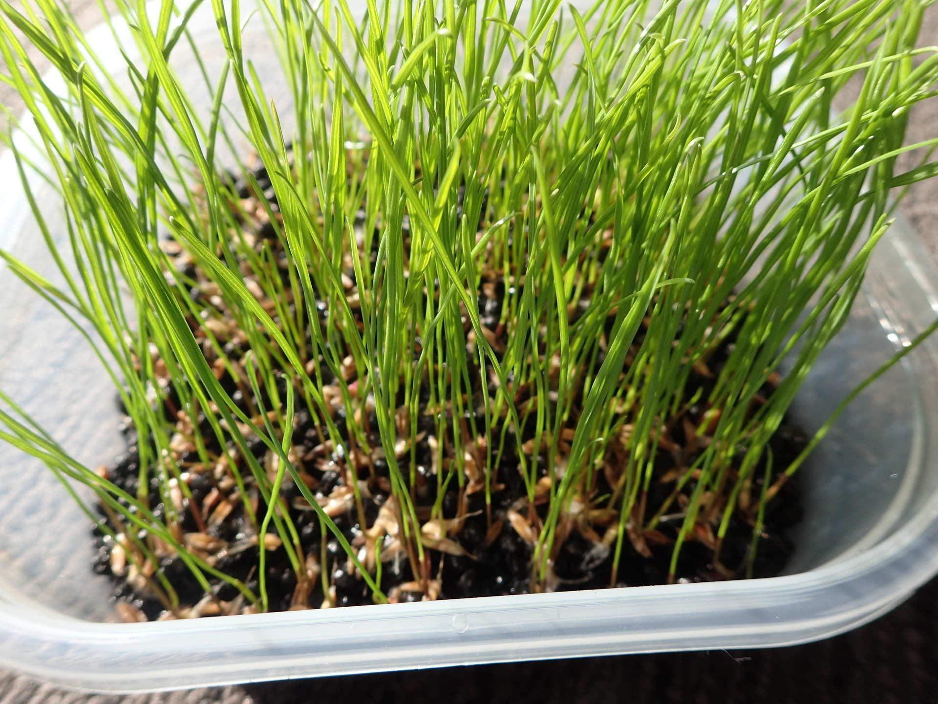 種から育てる水草　プレミアムシード　水草の種5g